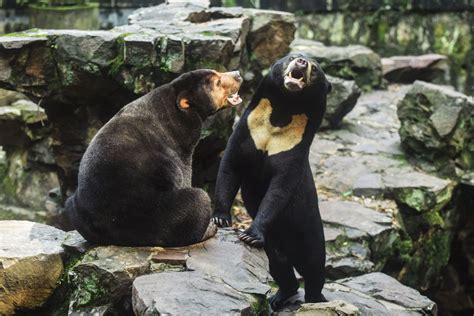 中國動物園哪裏好，與動物保護議題的反思