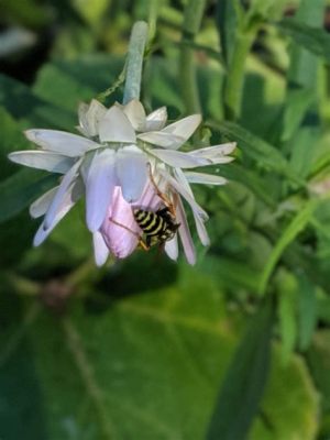 爲什麼札幌進小樽出